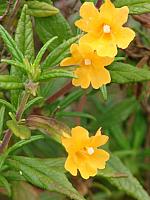 FLORE (26).JPG